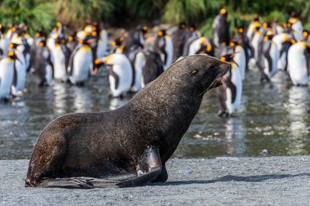 Robben-und-Pinguine-in-Sudgeorgien