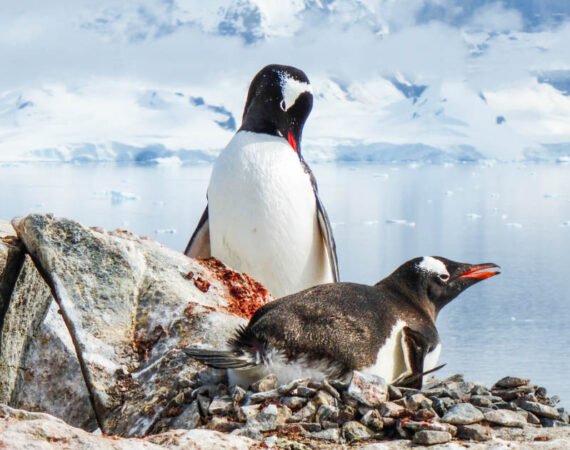 HANSEATIC spirit: Große Expeditionsreise intensiv mit Südlicher Polarkreis