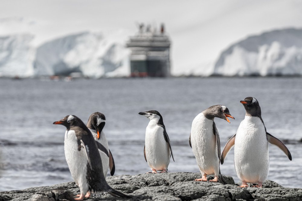Seabourn-mit-Pinguinen-in-der-Antarktis
