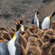 Große Südgeorgien-Tour im Frühling der Subantarktis MS Hondius © Martin van Lokven Oceanwide Expeditions