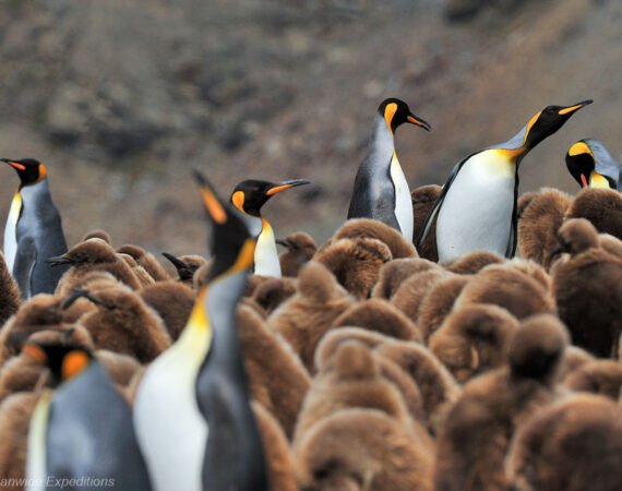 Große Südgeorgien-Tour im Frühling der Subantarktis MS Hondius © Martin van Lokven Oceanwide Expeditions