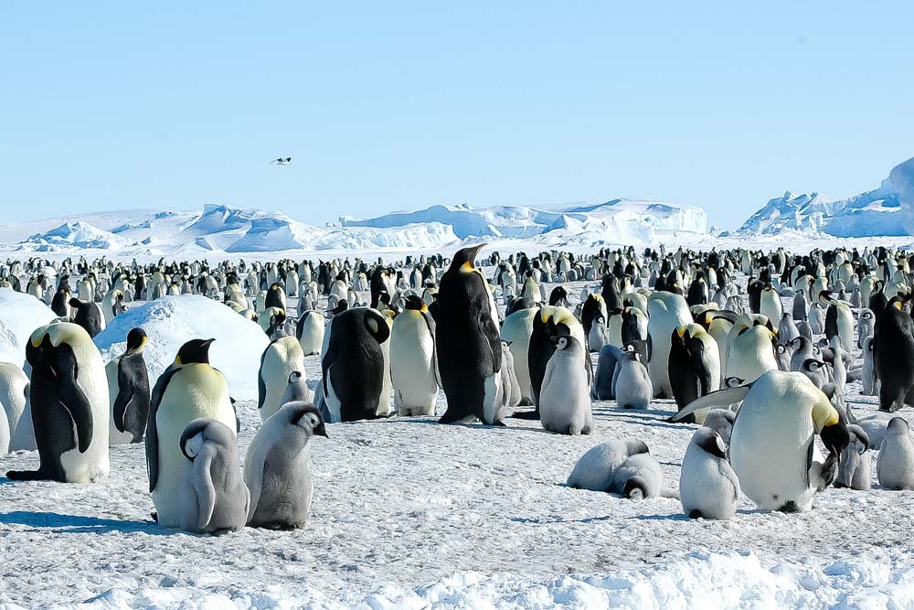 Kaiserpinguin-Brutkolonie-auf-Snow-Hill-Island-in-der-Antarktis