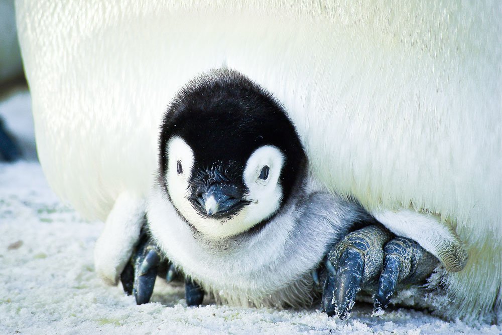 Kaiserpinguin-Kuken-in-der-Antarktis