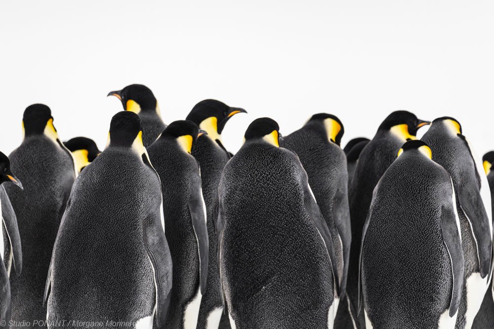 Kaiserpinguine-in-Snow-Hill-Island-©-Studio-PONANT-Morgane-Monneret-2