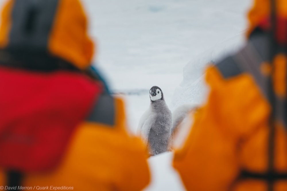 Kaiserpinguin-Kuken-auf-Snow-Hill-in-der-Antarktis-mit-Quark-Expeditions-©-David-Merron-2