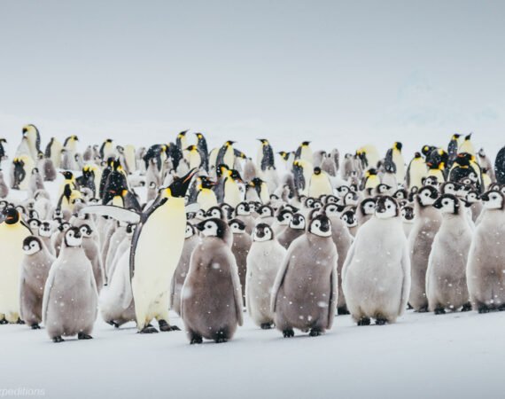 Kaiserpinguine auf Snow Hill in der Antarktis mit Quark Expeditions © David Merron
