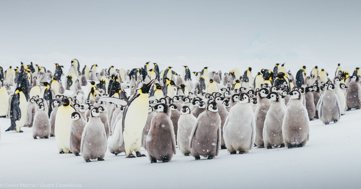 Kaiserpinguine auf Snow Hill in der Antarktis mit Quark Expeditions © David Merron Kaiserpinguine auf Snow Hill in der Antarktis mit Quark Expeditions © David Merron
