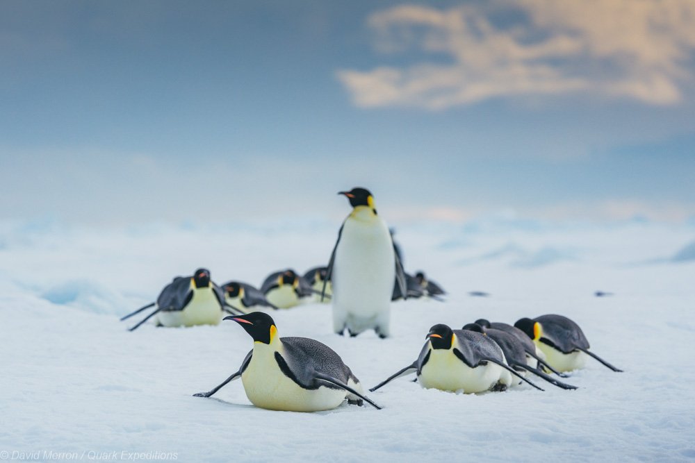 Kaiserpinguine-auf-Snow-Hill-in-der-Antarktis-mit-Quark-Expeditions-©-David-Merron-3