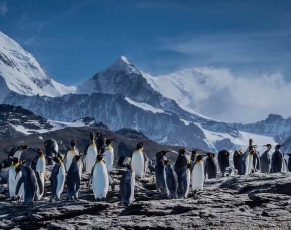Traumreise Wildtiere Südgeorgien Antarktis Reise von von Polar Latitudes