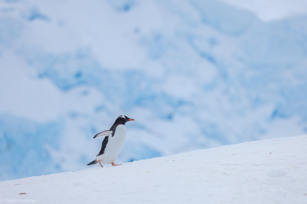 Eselspinguin-in-der-Antarktis-von-Swan-Hellenic