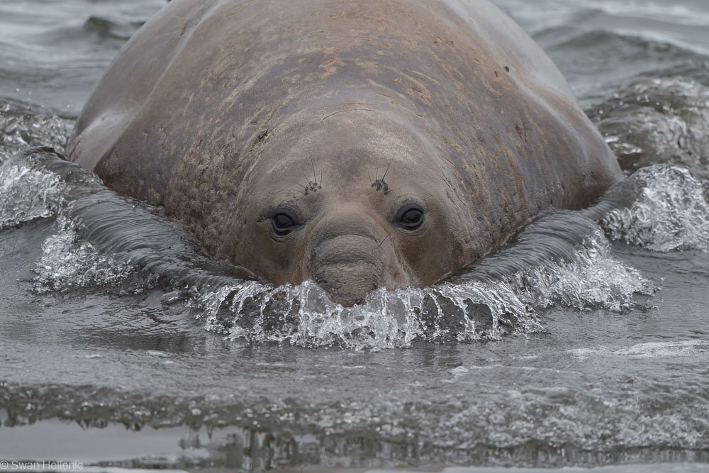 Seelefant-in-Sudgeorgien-in-der-Antarktis-von-Swan-Hellenic