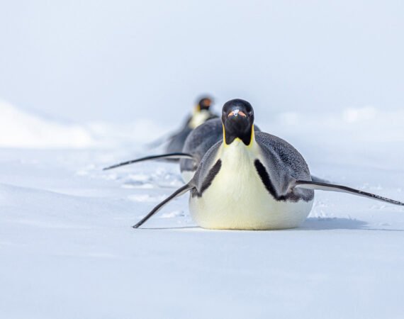 Ultimative chilenische Fjorde Gletscher antarktische Tierwelt Entdeckerreise Scenic Eclipse