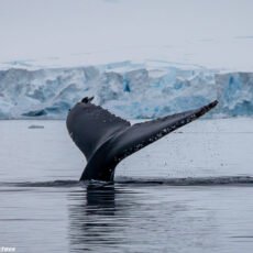 Geist der Antarktis Walwanderung Titelbild Aurora