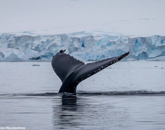 Geist der Antarktis Walwanderung Titelbild Aurora