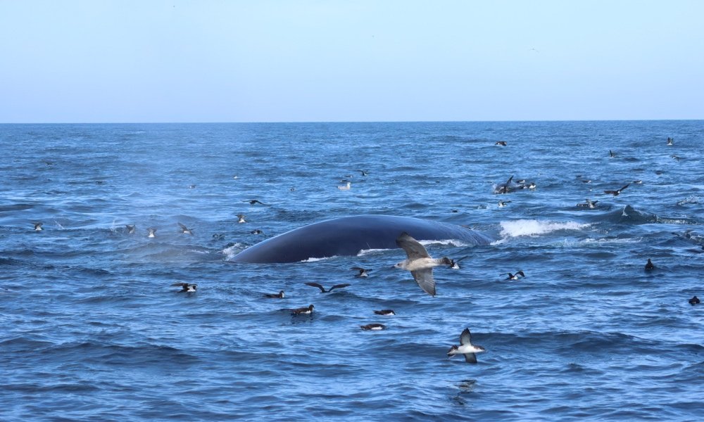 Fin Whale