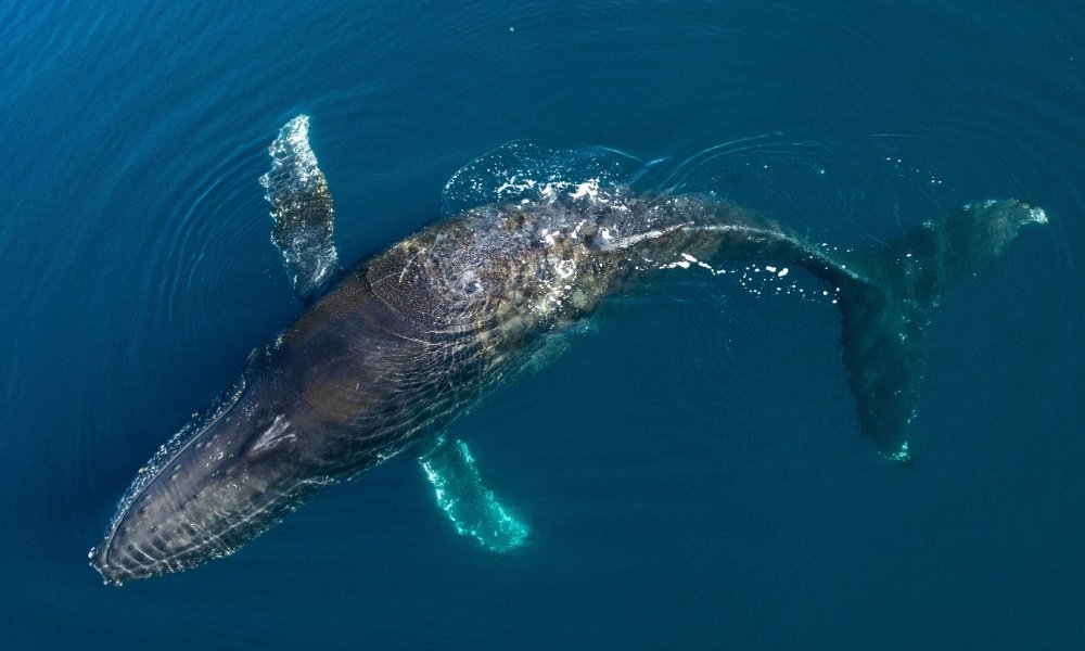 Humpback Whale