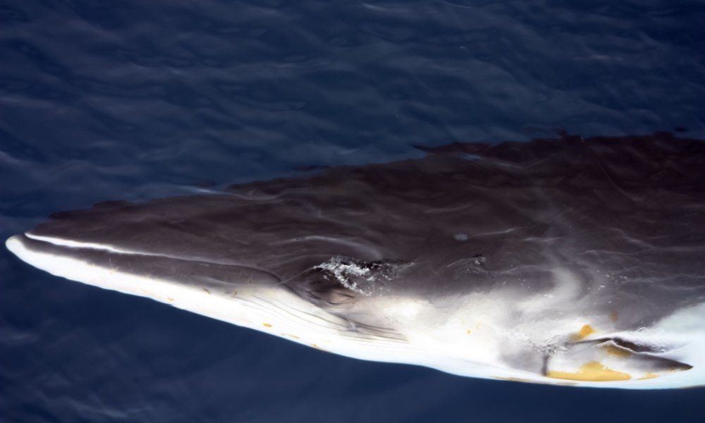 Minke Whale