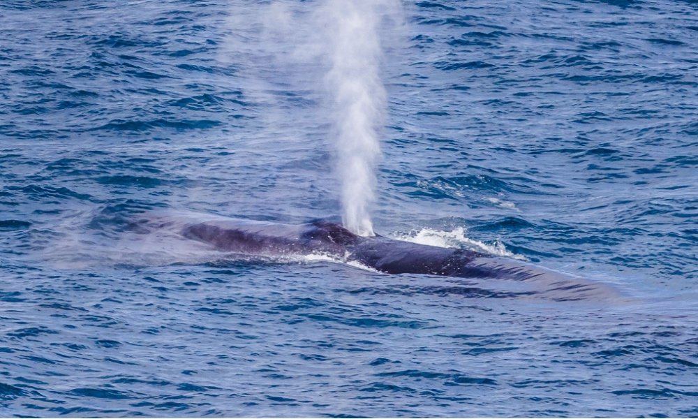 Sei Whale