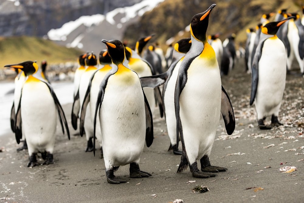 south georgia island King Penguin Colonies
